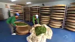 How Its Made Tea