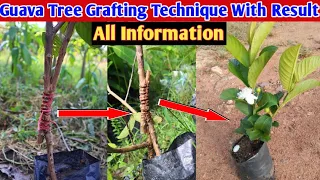Guava Tree Grafting Technique With Result 💯% Success.|| Contact Grafting And V Grafting.