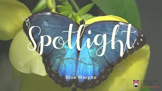 Butterfly Spotlight: Blue Morpho