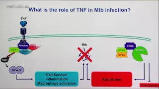 Stutz M (2017): Decoding and rewiring host cell defences to eliminate tuberculosis