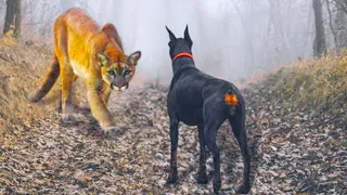 This Puma Messed With the Wrong Dog