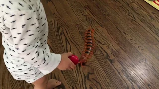 Remote control centipede