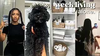 FIRST WEEK LIVING ALONE: I GOT A NEW PUPPY!  HEALING MY INNER CHILD... + LIFE AS A MOM OF 2 DOODLES