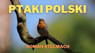 Birds of Poland, presentation of species and singing, part 1