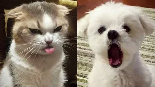 Funny Animals 😂 - Try Not To Laugh 😺😍 #28