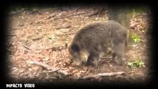 Ataque de jabalíes a cazadores