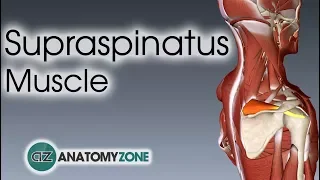 Supraspinatus | Muscle Anatomy
