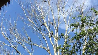 Yellow-throated Toucan Symphony