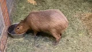 Capybara at Sea Quest in Las Vegas, NV 2019!