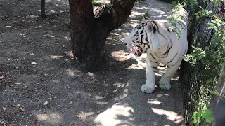 Этот белый тигр очаровывает всех посетителей) Тайган  This white tiger enchants all visitors) Taigan