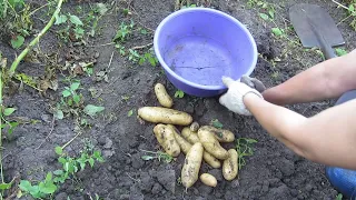 Урожай картофеля 2023 года! Сколько картофеля можно накопать с двух кустов!