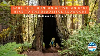 Lady Bird Johnson Grove, an Easy Hike to the Beautiful Redwoods