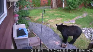 Fearless dog chases black bear from neighbor’s yard