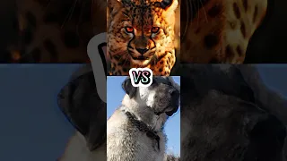 TURKISH KANGAL VS CHEETAH,WOLF,ROTTWEILER,PITBULL(BITE FORCE)(SPEED)(WHO'S GONNA WIN)