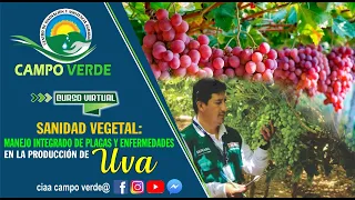 ✅Sanidad Vegetal : Manejo integrado de plagas y enfermedades en la producción de uva. 🍇