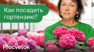 ГОРТЕНЗИЯ ЗАЦВЕТЕТ ОГРОМНЫМИ ШАПКАМИ, если посадить ее так весной!