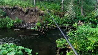 Рыбалка на Хариуса/р.Медвежья Горка- ТАЕЖКА/Рыба брала по УТРУ.