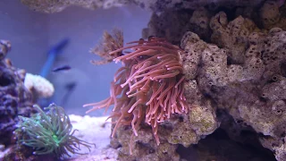 Рыбы клоуны в актинии
