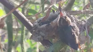 Raridade: O crescimento do beija flor! / Rarity: Hummingbird growth!