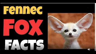 Fennec Fox Facts