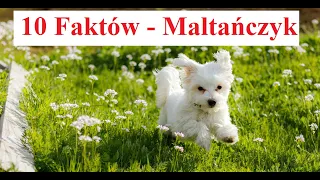 10 Faktów - MALTAŃCZYK