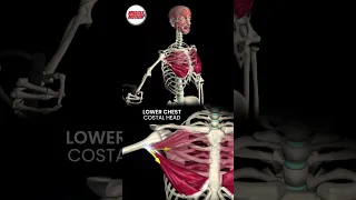 Understanding the Pectoralis Major Division #anatomy #3danimation