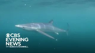 What’s behind the series of Long Island shark attacks?