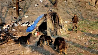 Himalayan Nepali Sheep Shepherd Life ||Shepherd Cooking ||Peaceful Himalayan Shepherd Life - EP.4