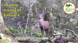 Sika Deer Hunting New Zealand - EP 4 (Sika hunting during the rut plus Tips on Calling in Stags)