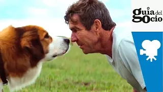 Tu mejor amigo ( A Dog's Purpose ) - Trailer español