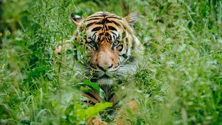 Sumatran tiger Ramah enjoys a training session