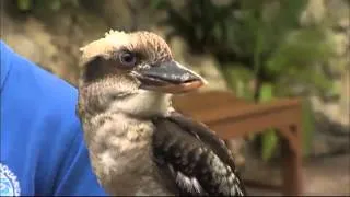 Featured Creature: Laughing Kookaburra