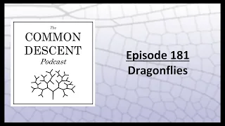 Episode 181 - Dragonflies