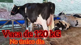 Vacas De 120 kilos de Leite  Por Dia na Exposição e  Leilão De Produtores De Jesuania Minas Gerais,