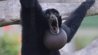 Screaming Gibbons