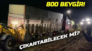 47 TON SİLAJ YÜKLÜ TIR ÇAMURA BATTI. 800 BEYGİR ZOR ÇIKARDI. CATERPILLAR, CLASS, MASSEY FERGUSON.