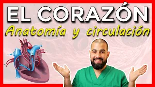 ANATOMÍA DEL CORAZÓN - Repaso básico