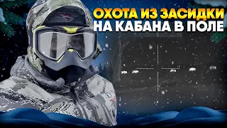 КОСУЛИ БЕРУТ В ПЛЕН | ОХОТА НА КАБАНА в ПОЛЕ