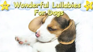 Super Relaxing Sleep Music For Beagle Puppies ♫ Calm Relax Your Dog ♥ Lullaby For Pets Animal Music