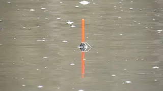 Šapalų žvejyba plūdine ant batono Šventojoje