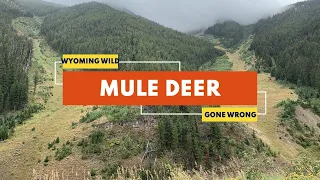 2020 Mule Deer Hunt Gone WRONG - Wyoming Range