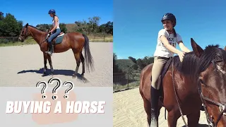 HOW TO BUY YOUR FIRST HORSE! (PART 2) | questions to ask & things to consider