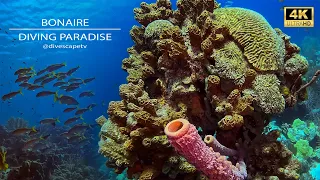 Diving Bonaire 2024. Underwater Paradise in 4K (UHD) | DiveScapeTV