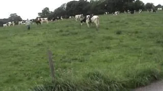 Ржач чувак пытается покататься на корове