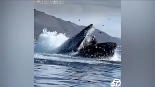 Humpback whale almost swallows kayakers near a California beach | ABC7