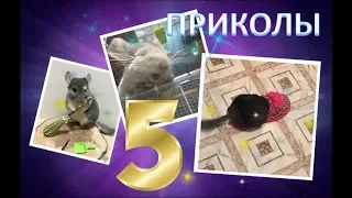 Лучшие приколы про ШИНШИЛЛ! Смешные ШИНШИЛЛЫ! Funny chinchillas❤#5