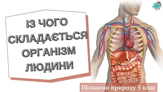 Із чого складається організм людини?  Шкіра