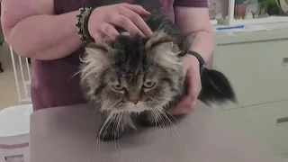 Cat tossed from vehicle gets second chance