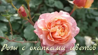 18 июня 2023 г.Розы - море цветов и ароматов. Любимые сорта #розы #розывсаду #сортароз #лучшиерозы