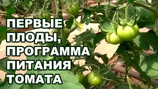 Первые плоды на томатах. Программа питания удобрениями для помидоров (28-08-2018)